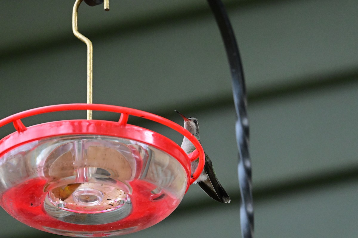 Colibri circé - ML644050838