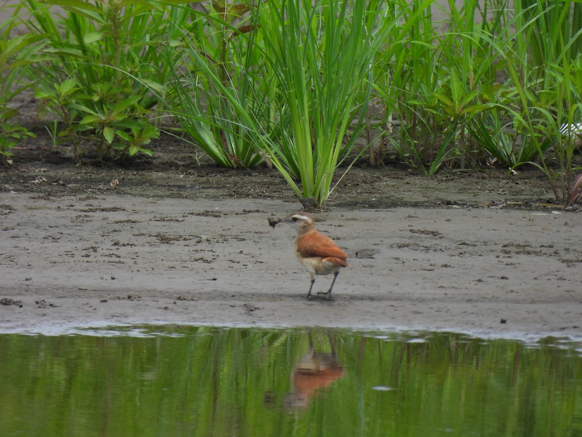 Lesser Hornero - ML644050845