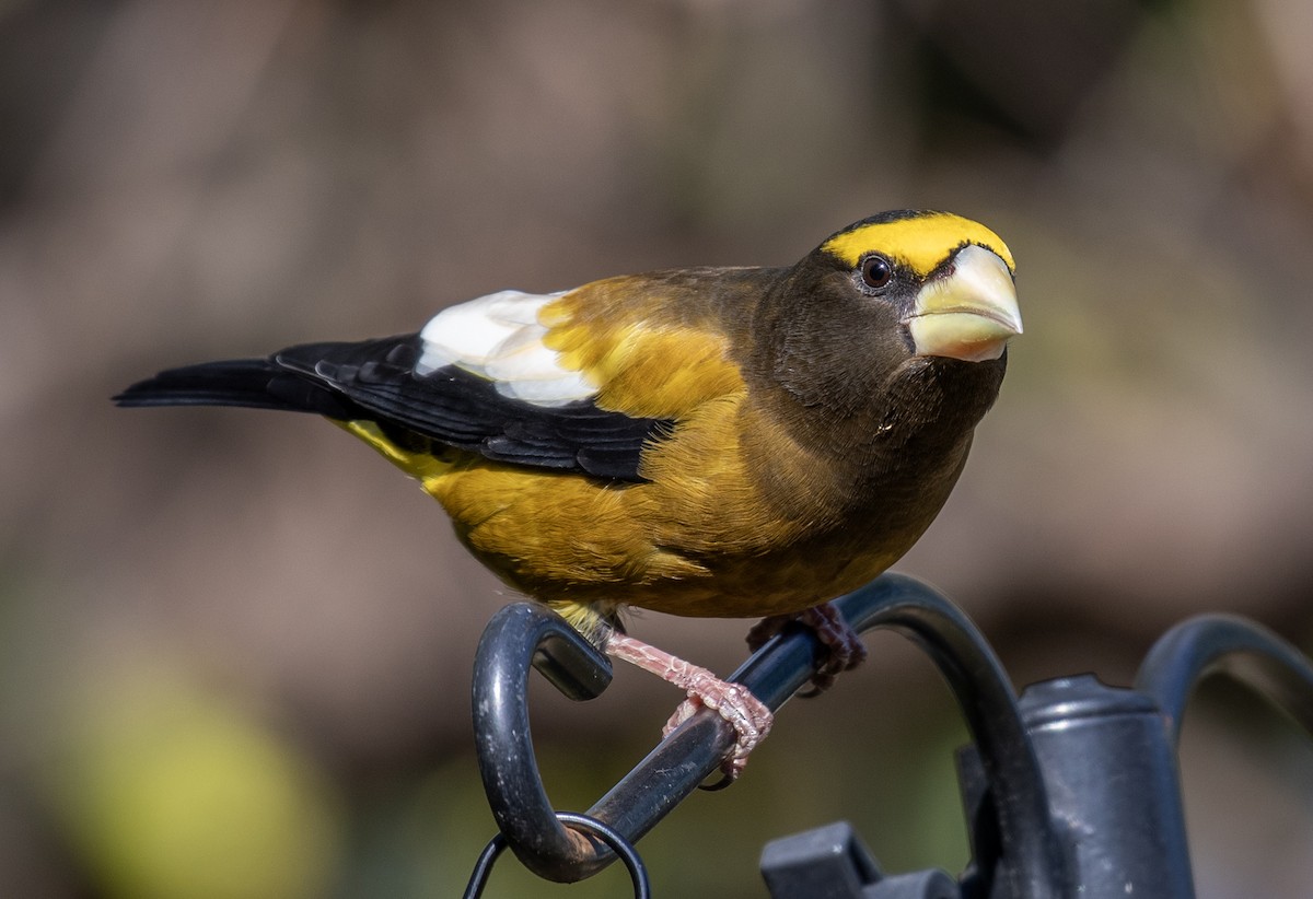 Evening Grosbeak - ML644050852