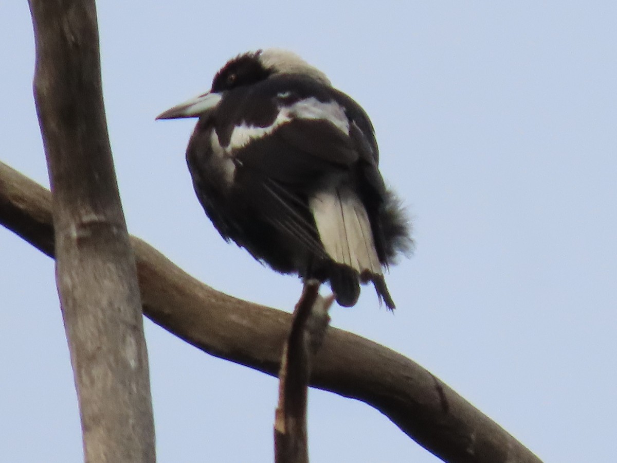 Australian Magpie - ML644050869