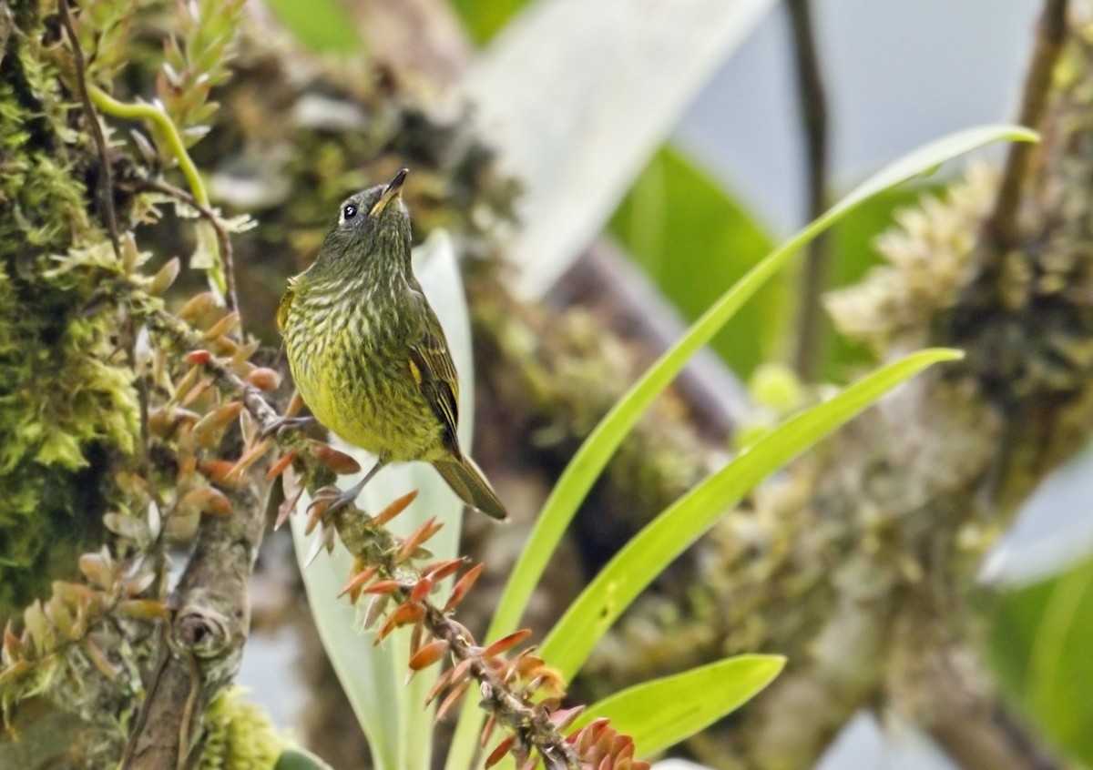 Olive-striped Flycatcher - ML644050871