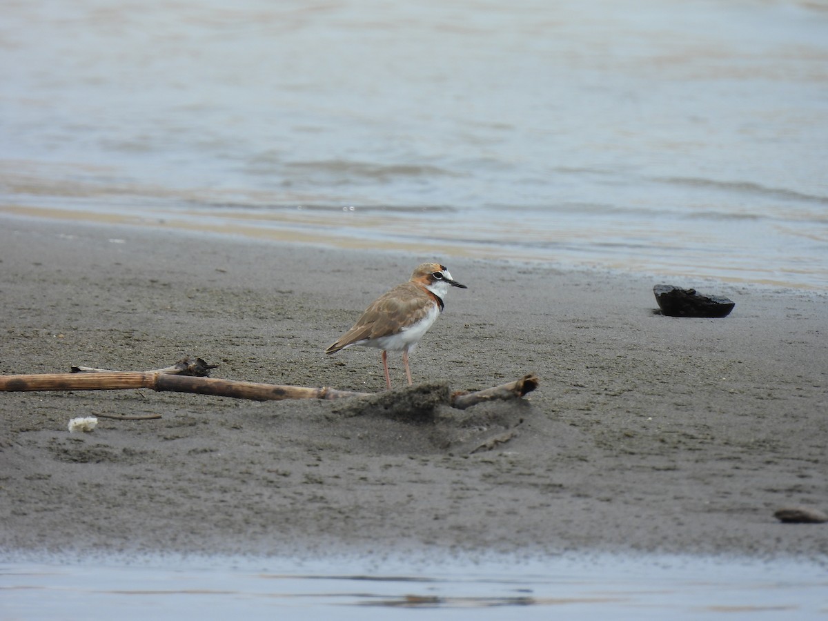 Collared Plover - ML644050874