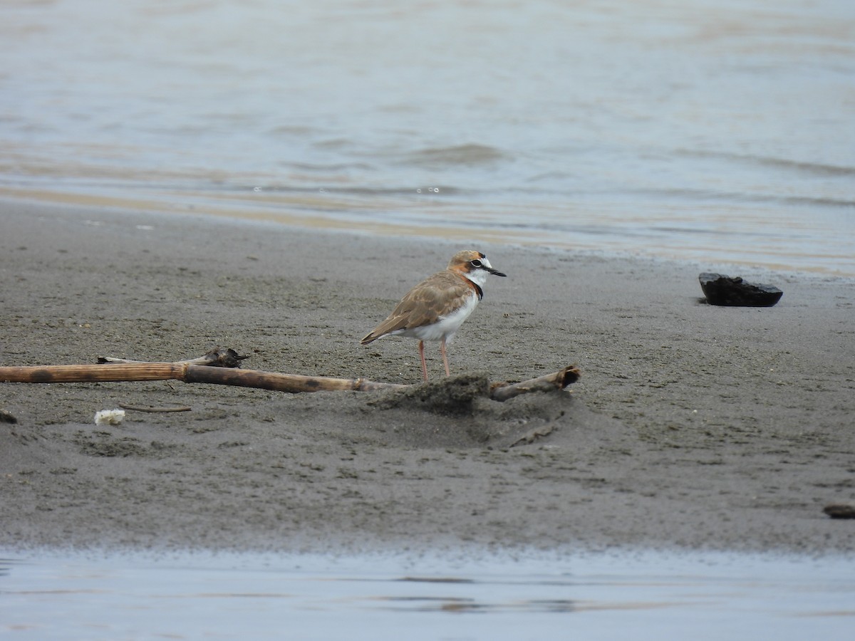 Collared Plover - ML644050875