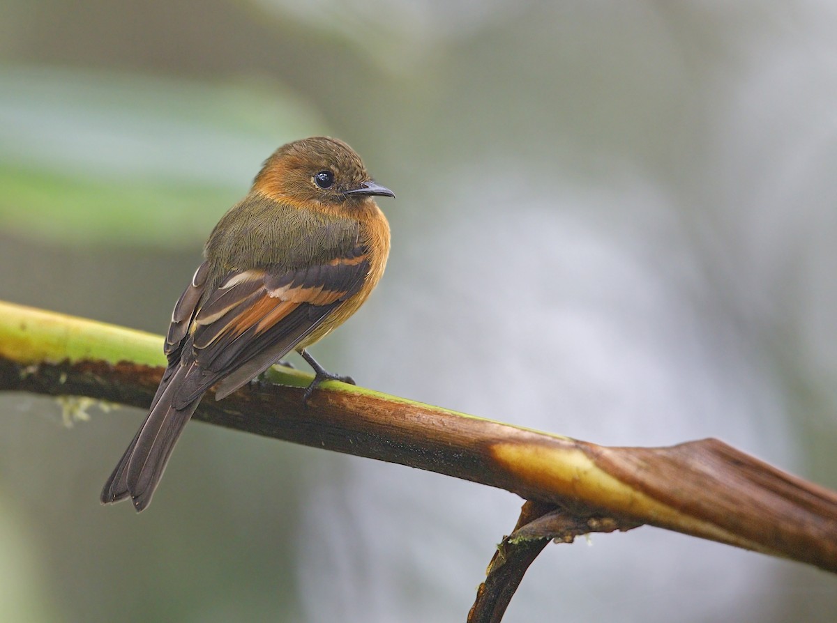 Cinnamon Flycatcher - ML644050886