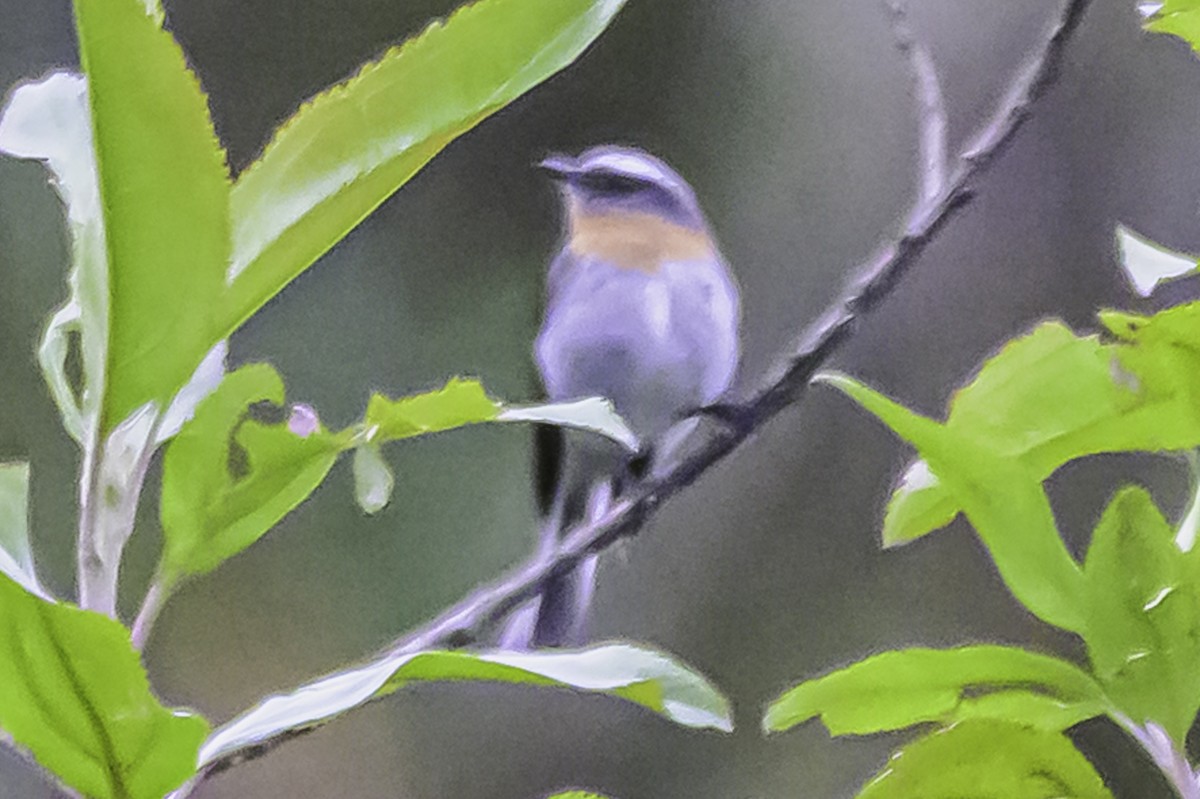 Rufous-breasted Chat-Tyrant - ML644050897
