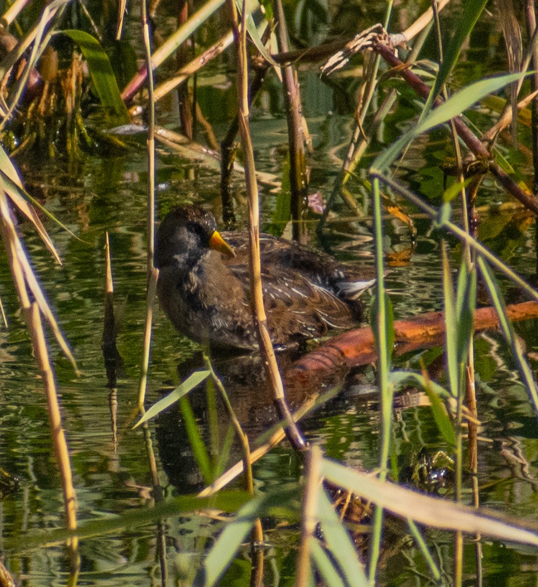 chřástal karolínský - ML644050902