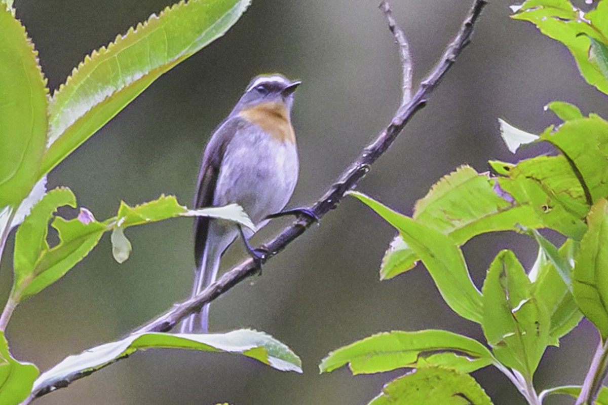Rufous-breasted Chat-Tyrant - ML644050908