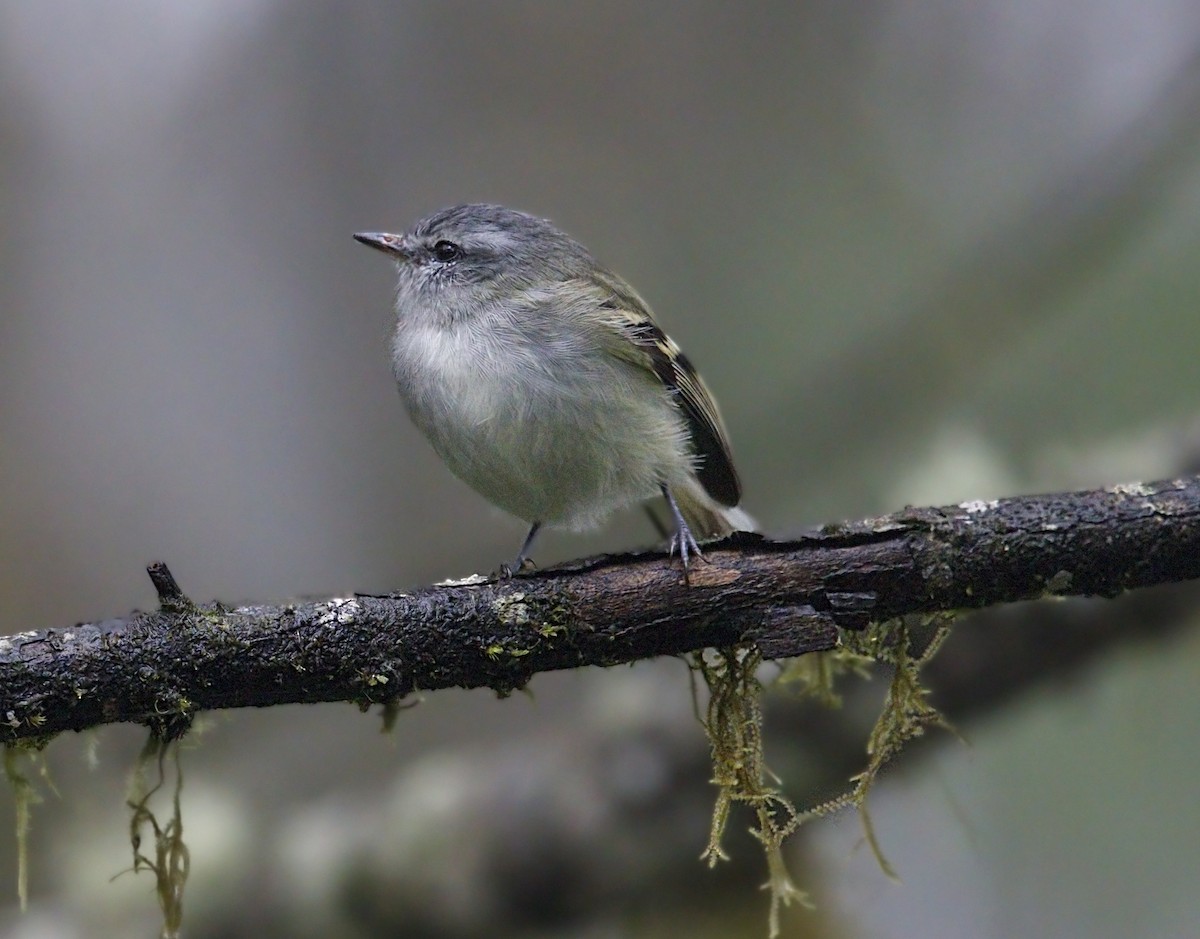 White-tailed Tyrannulet - ML644050909