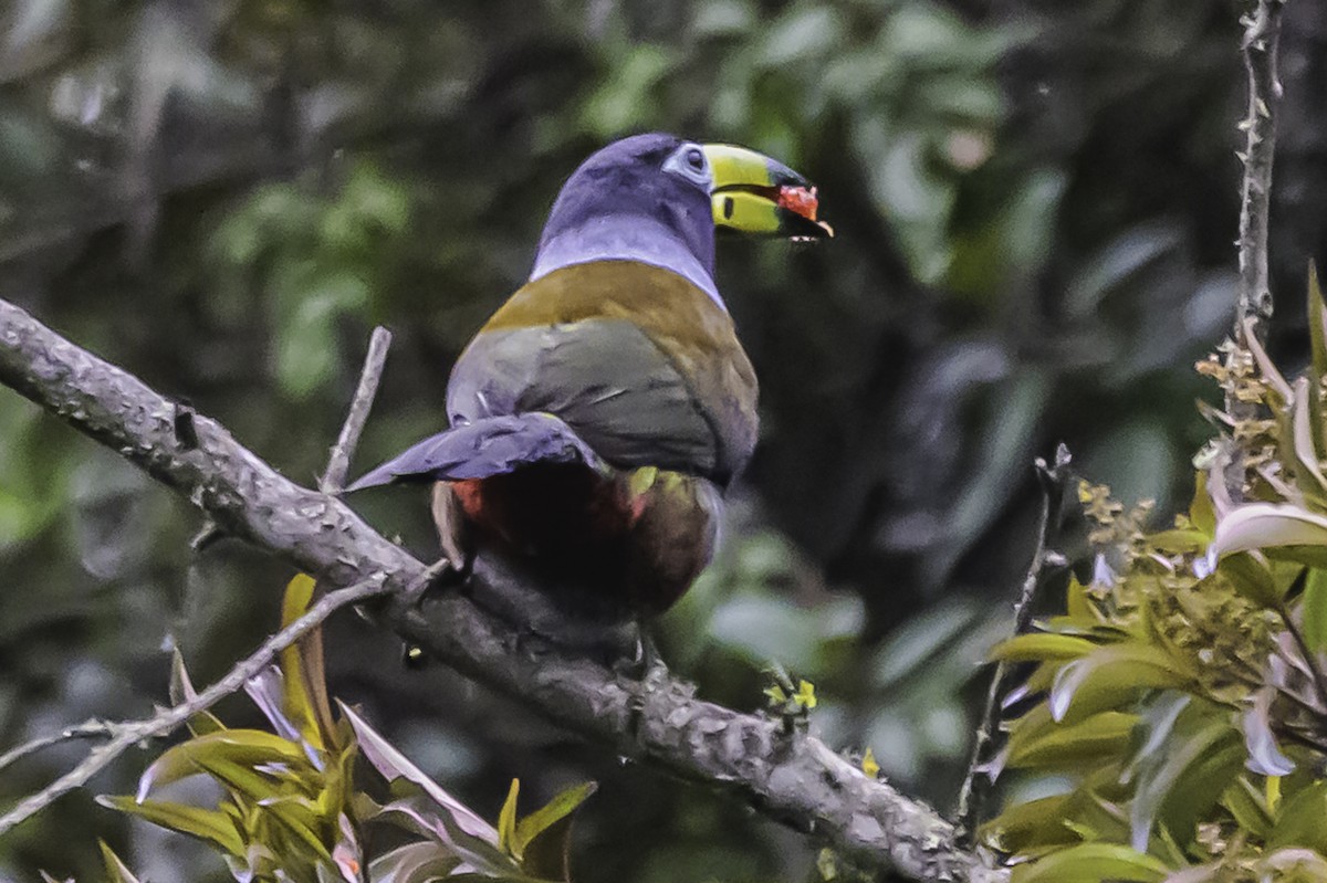 Hooded Mountain-Toucan - ML644050911