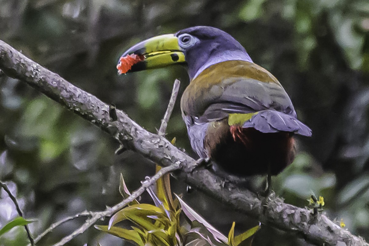 Hooded Mountain-Toucan - ML644050913