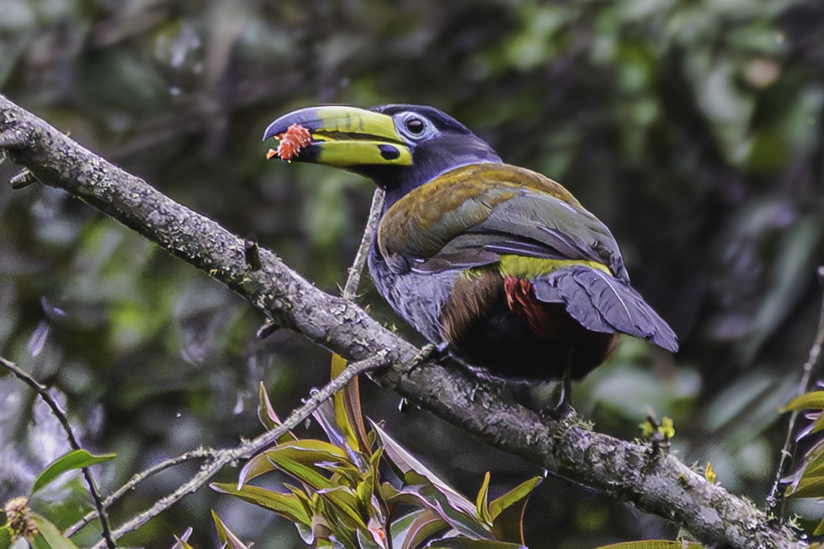 Hooded Mountain-Toucan - ML644050915