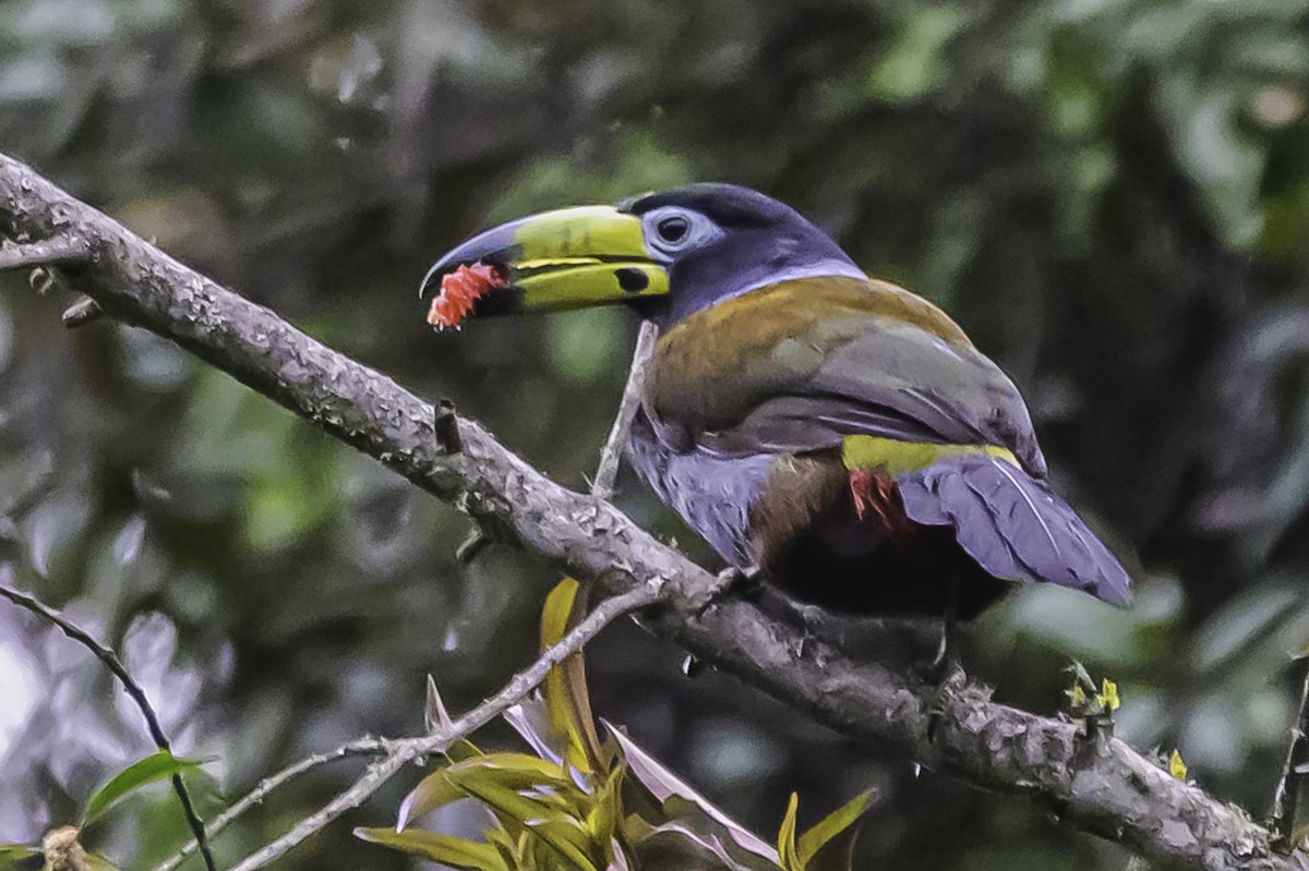 Hooded Mountain-Toucan - ML644050916