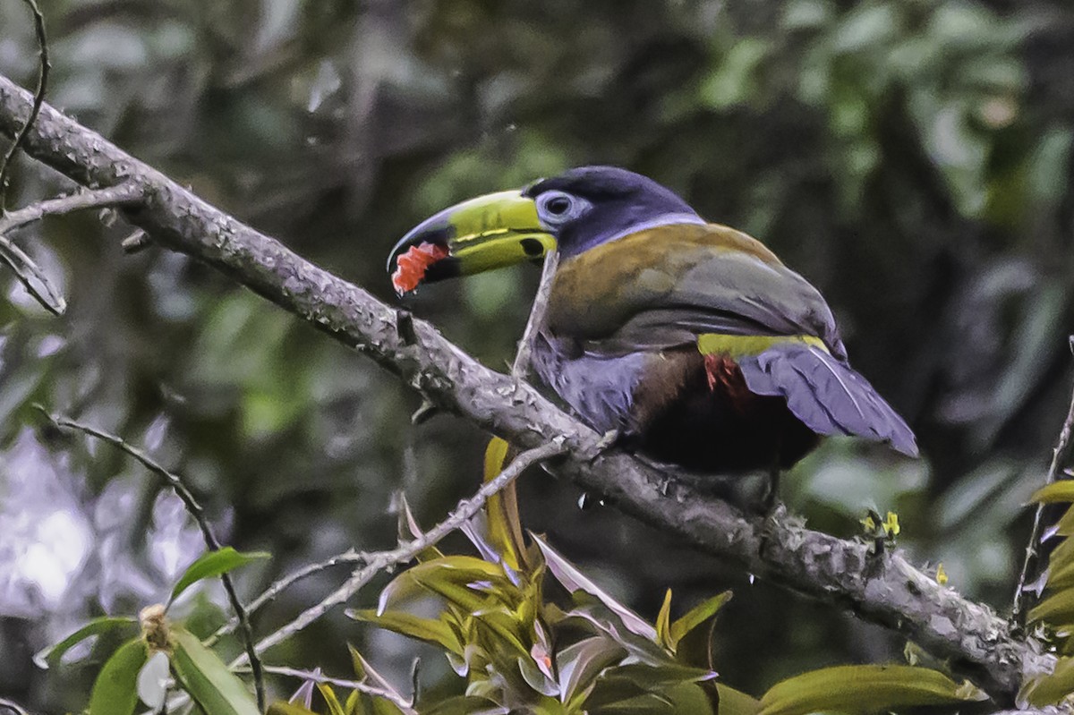 Hooded Mountain-Toucan - ML644050919