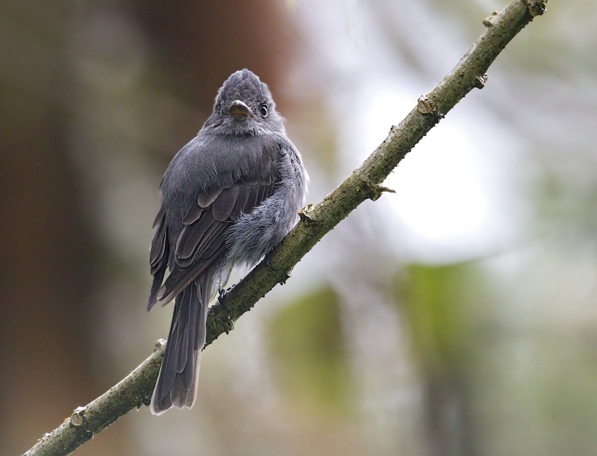 Smoke-colored Pewee - ML644050920