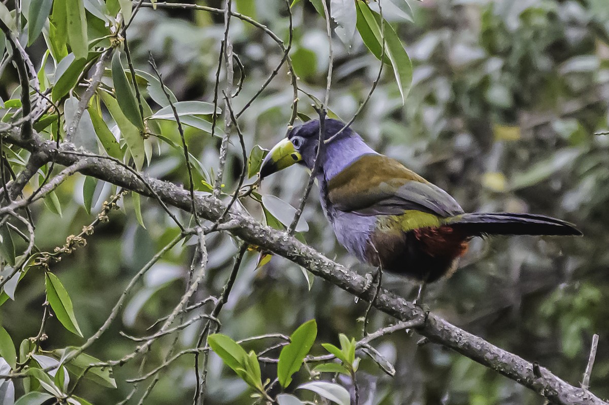 Hooded Mountain-Toucan - ML644050923