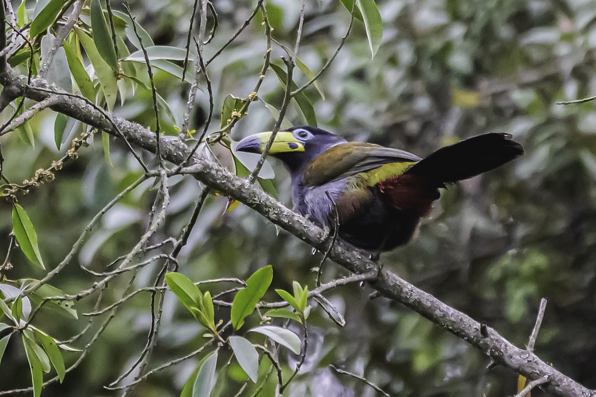 Hooded Mountain-Toucan - ML644050925