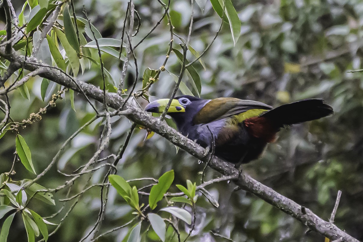 Hooded Mountain-Toucan - ML644050927