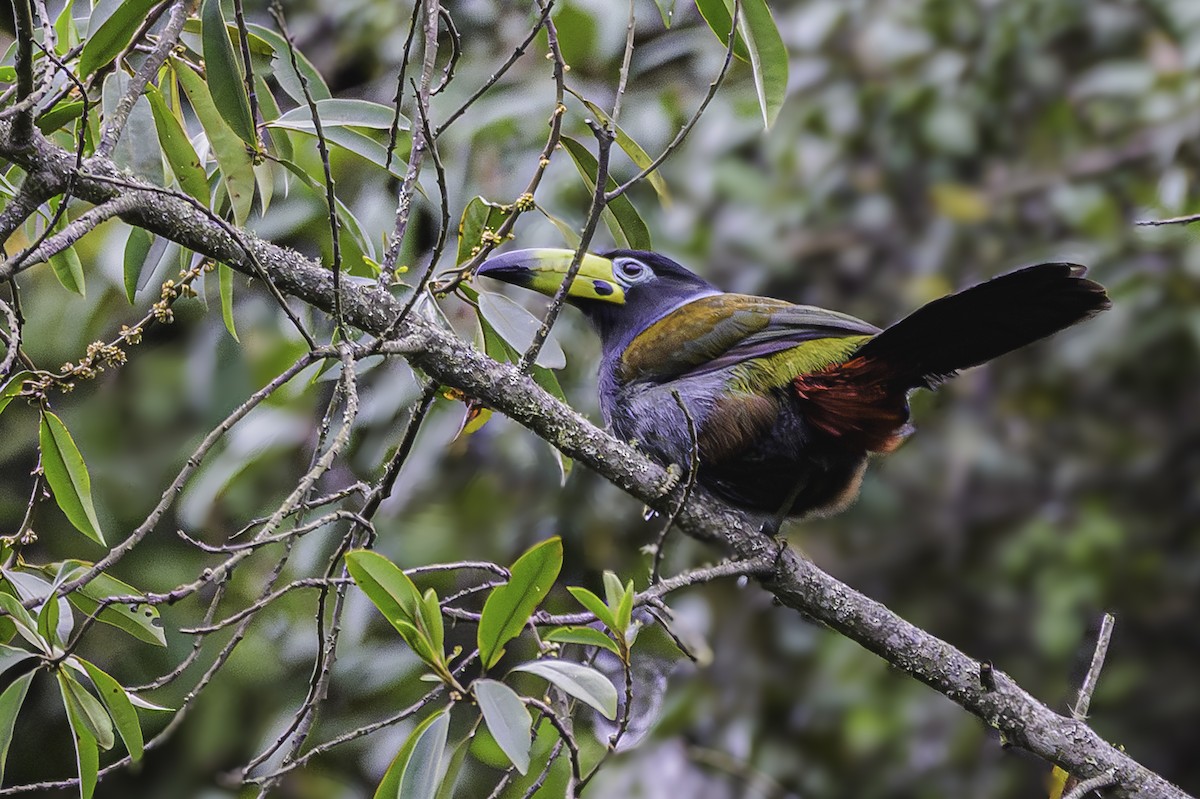 Hooded Mountain-Toucan - ML644050931