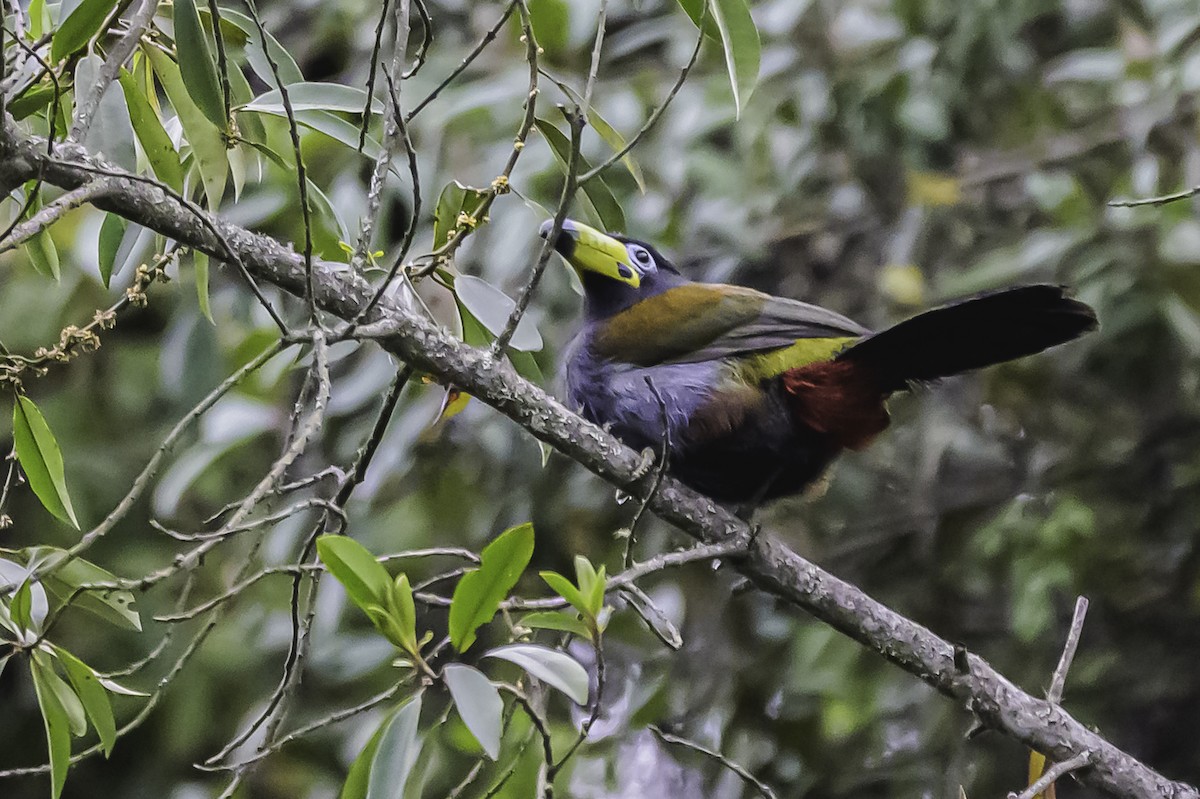 Hooded Mountain-Toucan - ML644050933