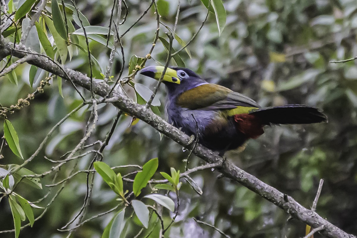 Hooded Mountain-Toucan - ML644050935