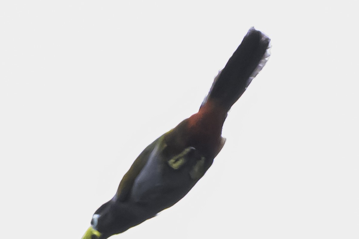 Hooded Mountain-Toucan - ML644050936