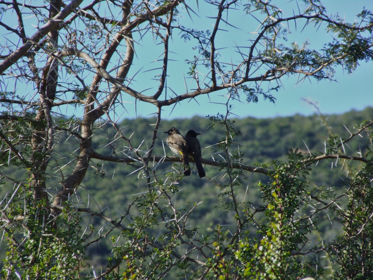 Common Bulbul - ML644050937