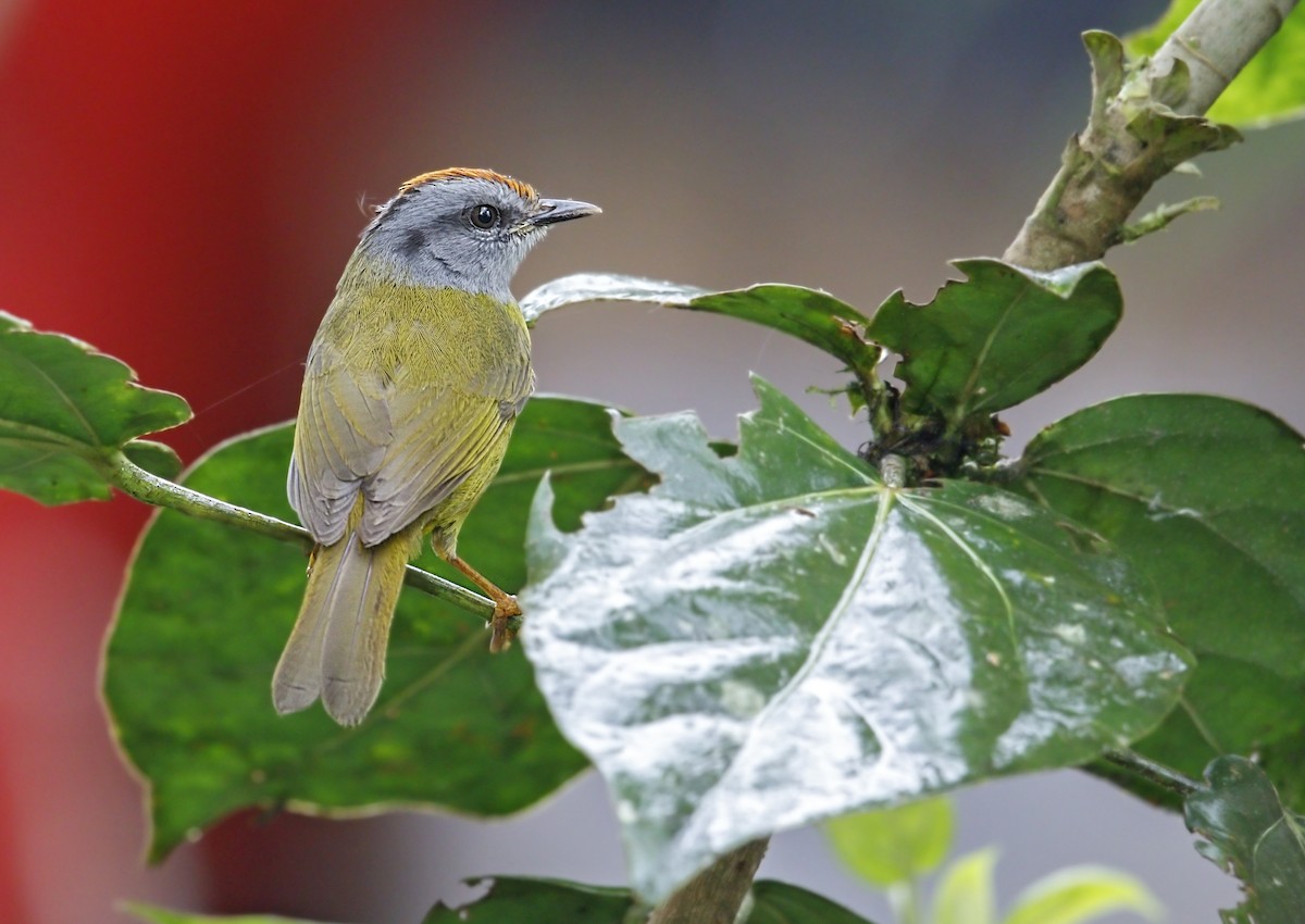 Paruline à diadème - ML644050938