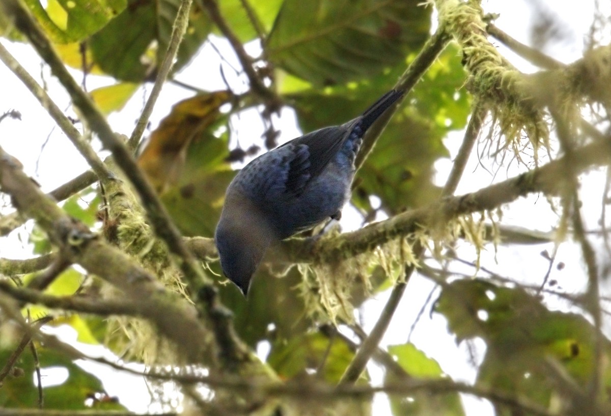 Blue-and-black Tanager - ML644050972