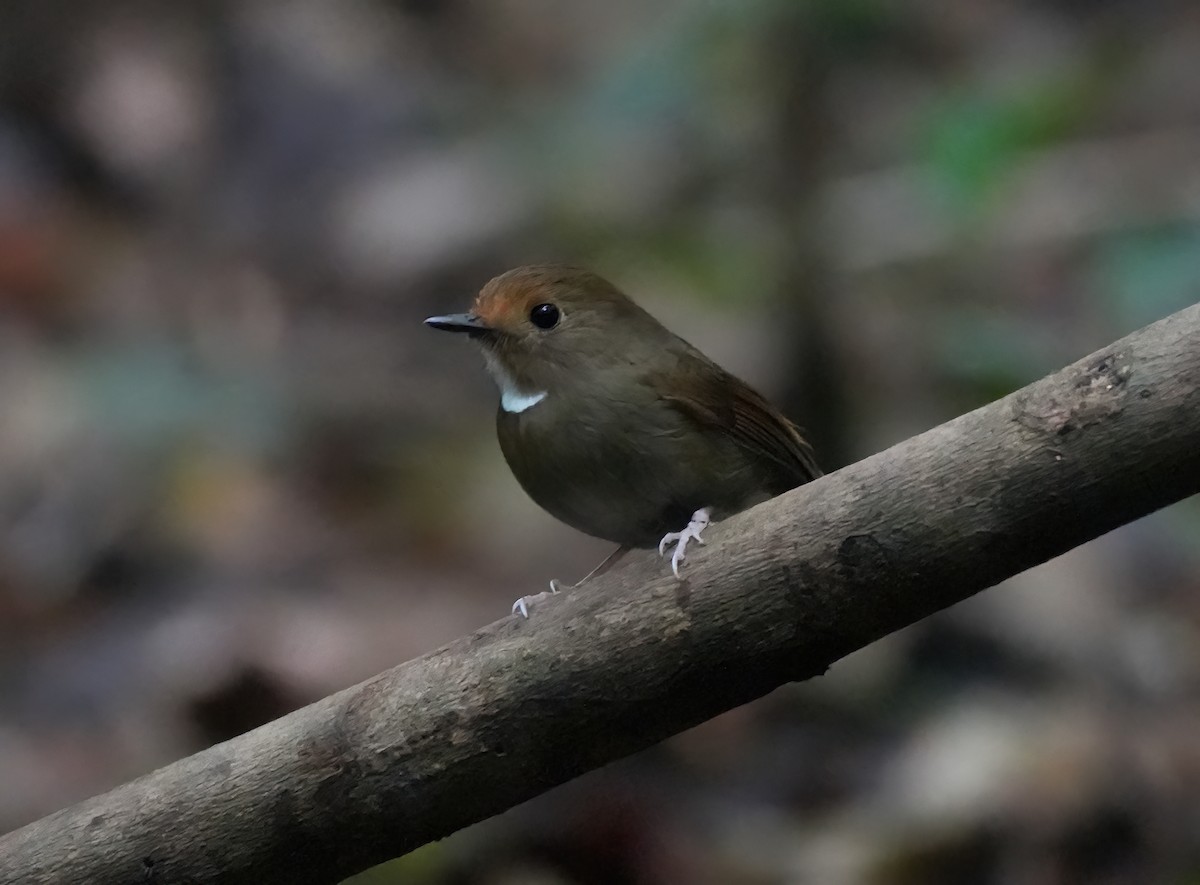 Rufous-browed Flycatcher - ML644050973