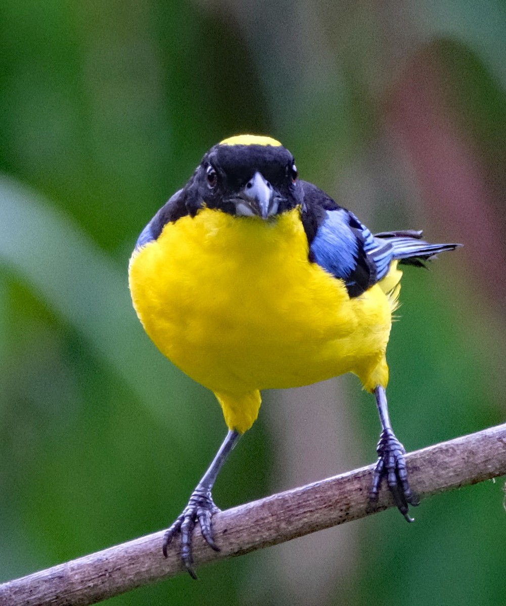 Blue-winged Mountain Tanager - ML644050987