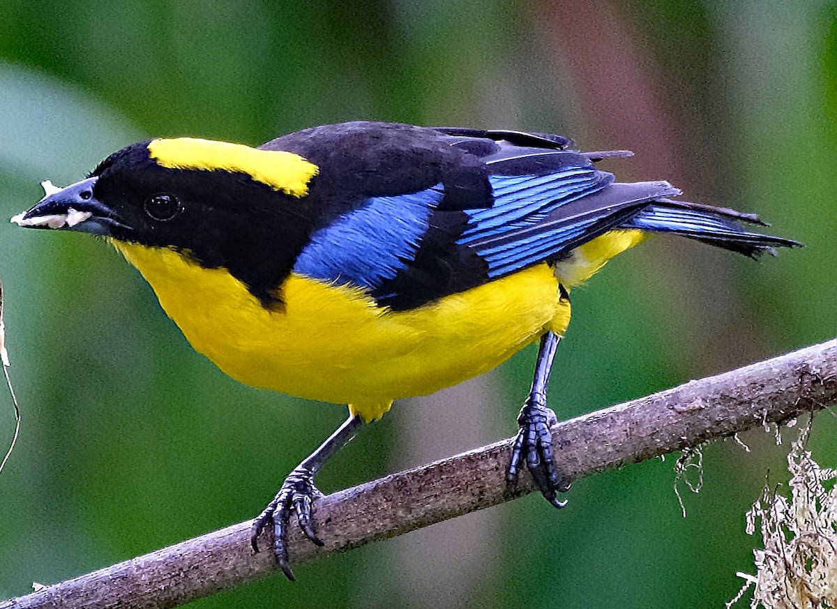 Blue-winged Mountain Tanager - ML644050988