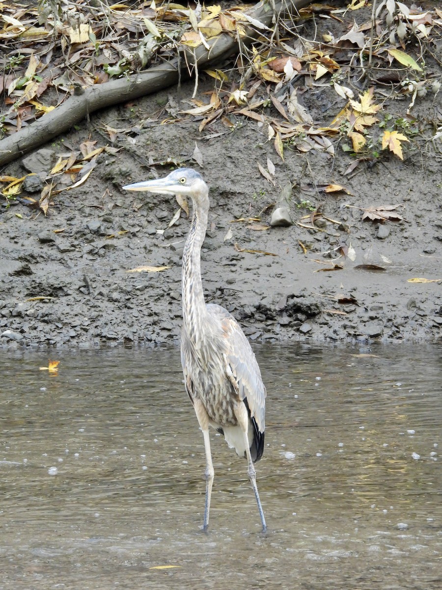 Great Blue Heron - ML644050994