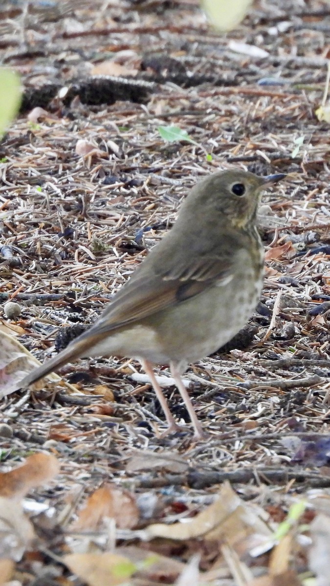 Hermit Thrush - ML644051007