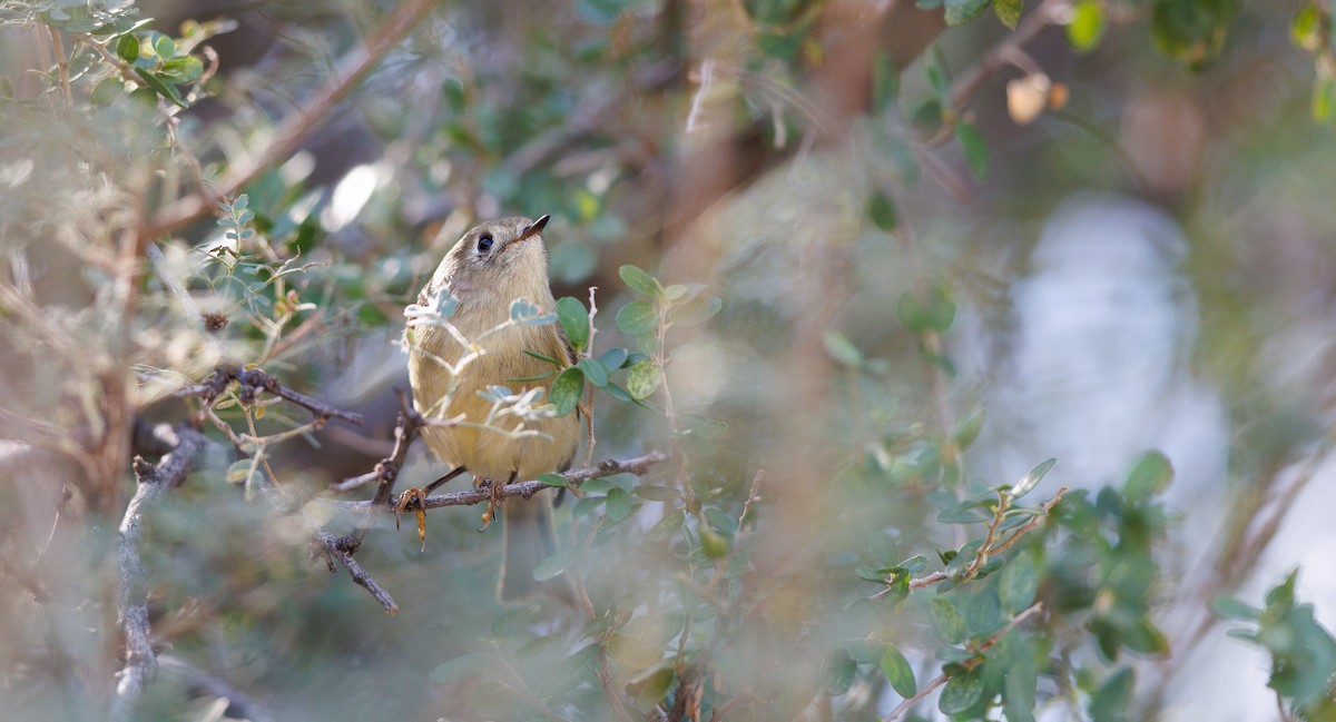Ruby-crowned Kinglet - ML644051008