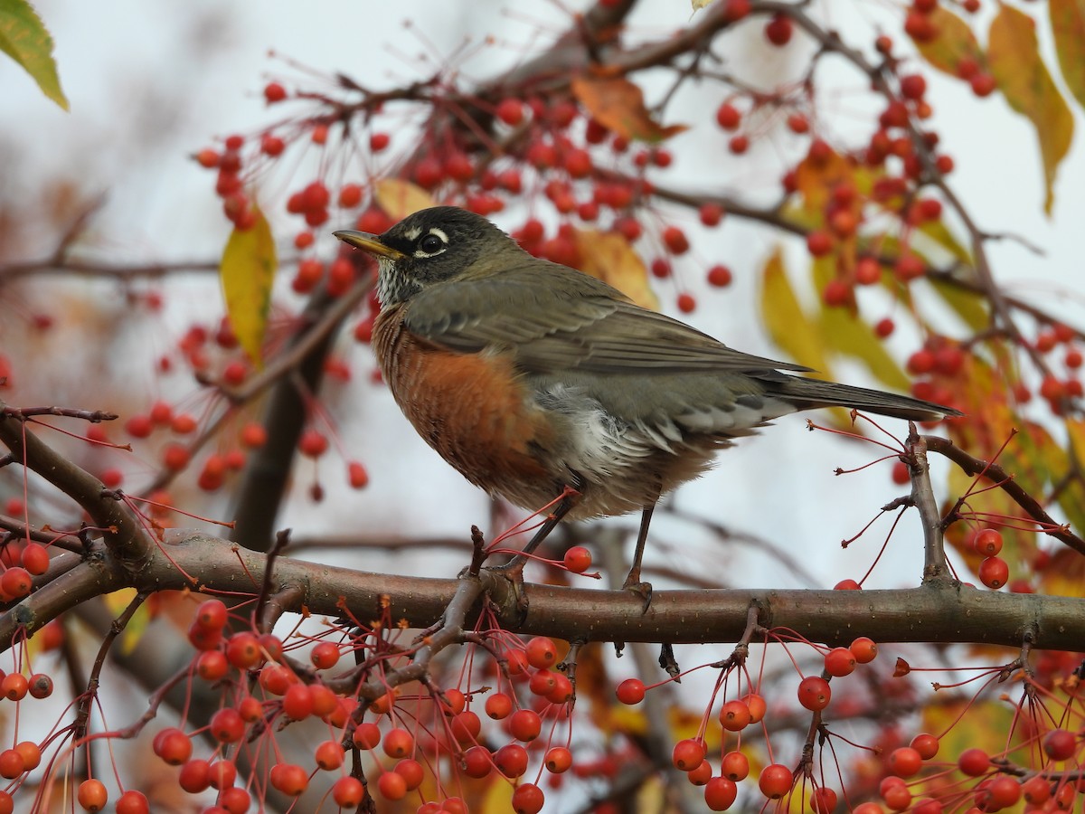 American Robin - ML644051018