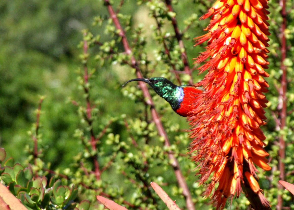 Greater Double-collared Sunbird - ML644051026