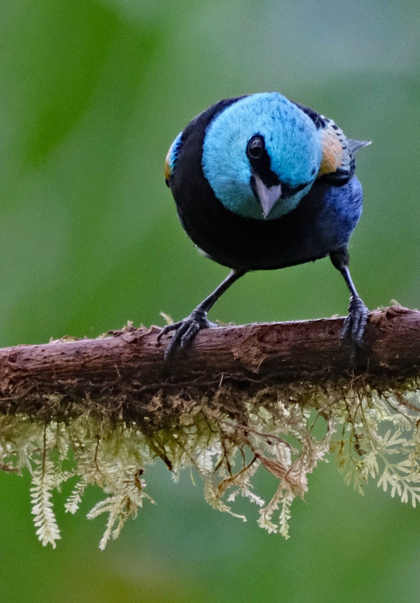 Blue-necked Tanager - ML644051036