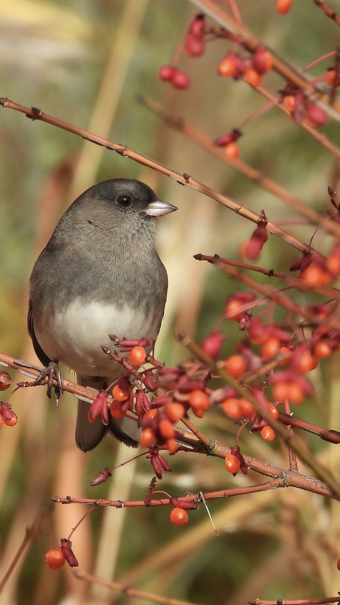 Dark-eyed Junco - ML644051038