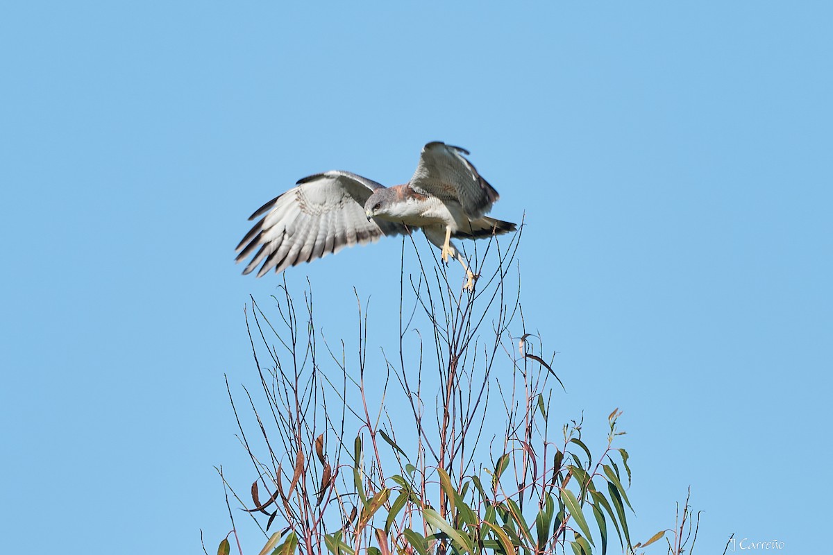Variable Hawk - ML644051041