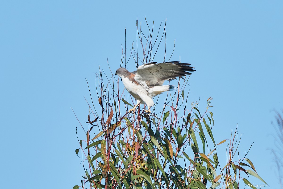 Variable Hawk - ML644051042