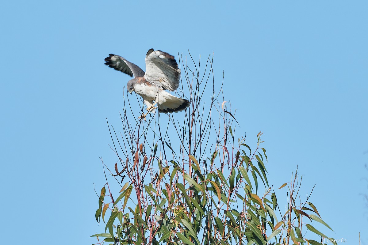 Variable Hawk - ML644051043