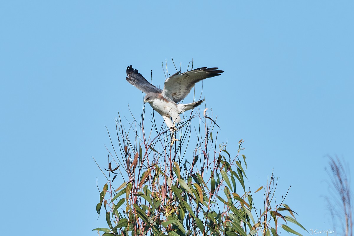 Variable Hawk - ML644051044