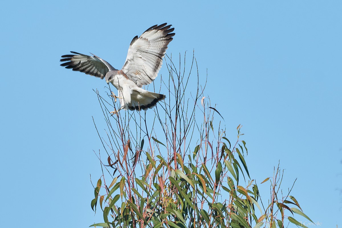 Variable Hawk - ML644051045