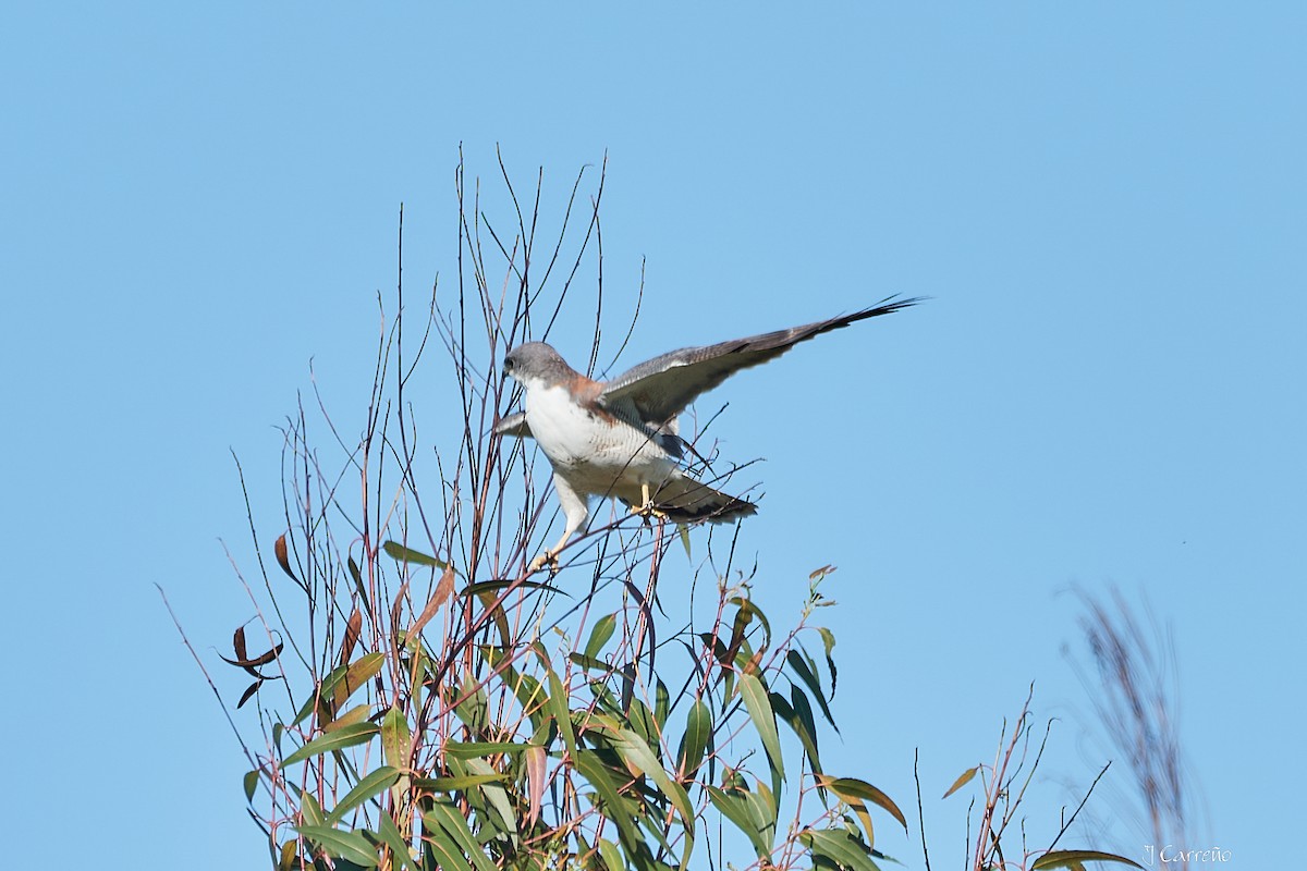 Variable Hawk - ML644051047