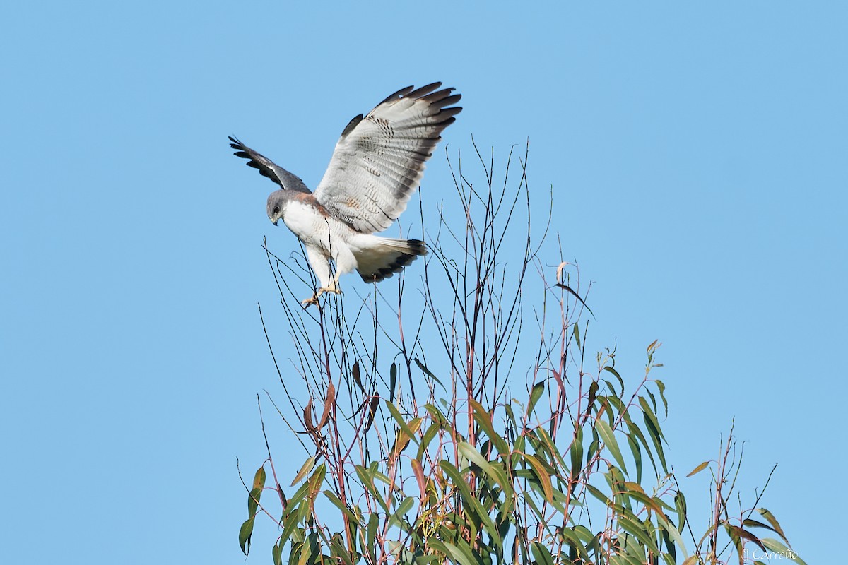 Variable Hawk - ML644051051