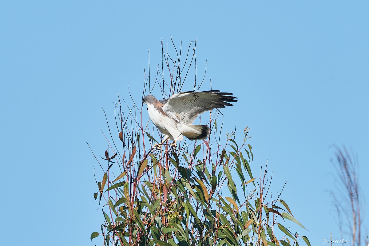 Variable Hawk - ML644051055