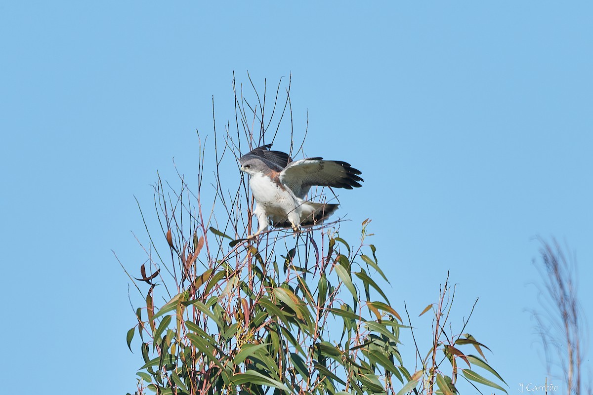 Variable Hawk - ML644051056