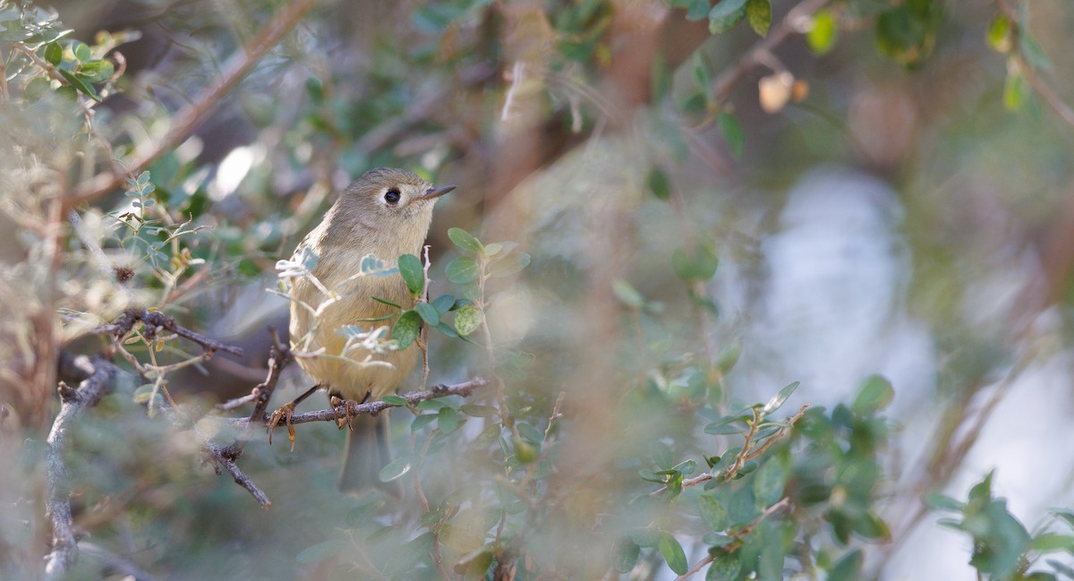 Ruby-crowned Kinglet - ML644051057