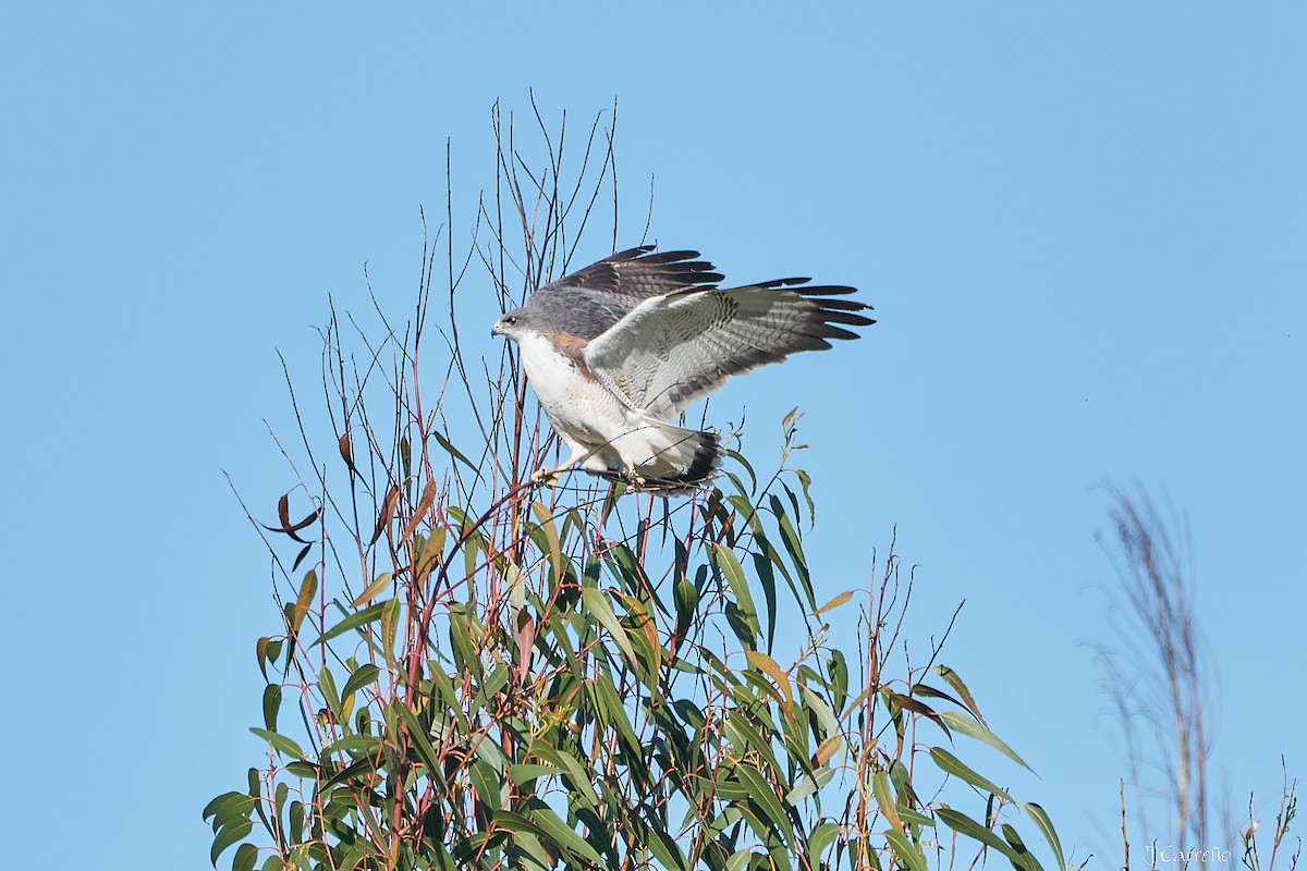 Variable Hawk - ML644051058