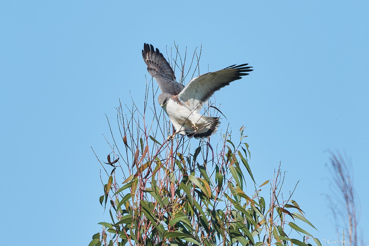 Variable Hawk - ML644051059